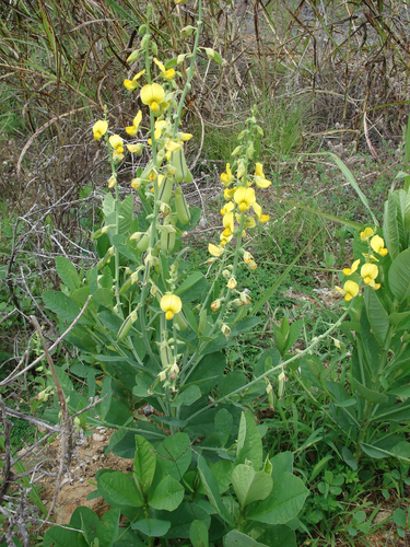 Crotalaria spectabilis — flower photograph