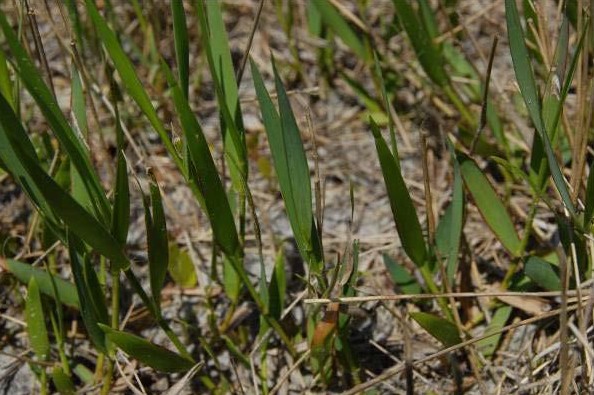 Amphicarpum muehlenbergianum — whole photograph