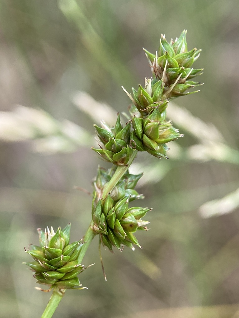 Carex muehlenbergii var. muehlenbergii — fruit photograph