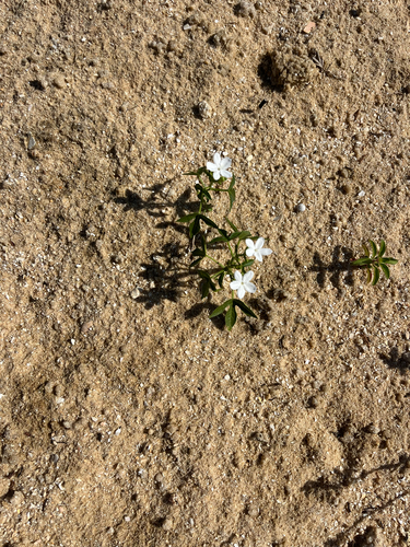 Cnidoscolus stimulosus — flower photograph