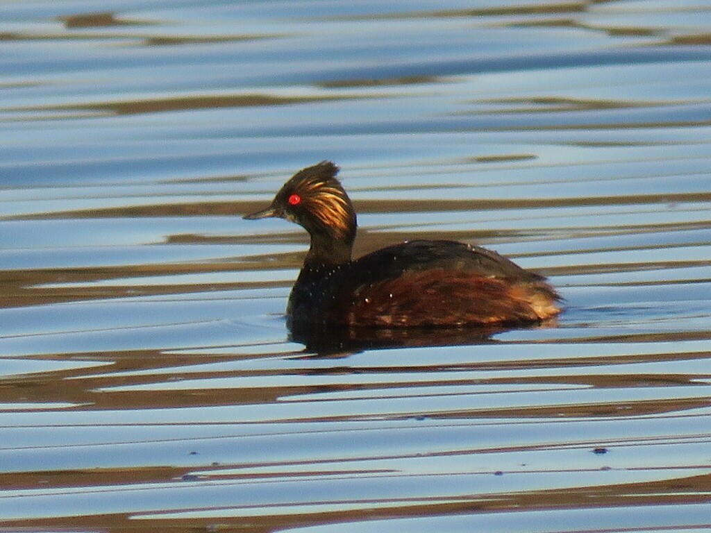 Male Eared Grebe, whole bird