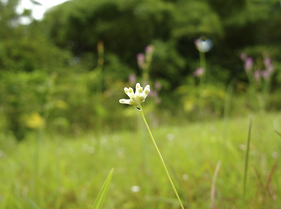 Burmannia capitata — bloom photograph