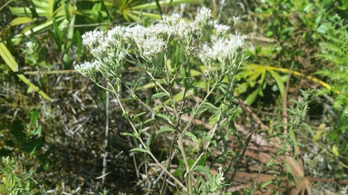 Eupatorium mohrii photograph