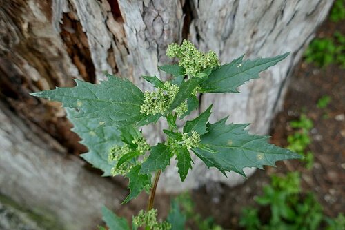 Chenopodiastrum murale — whole plant photograph