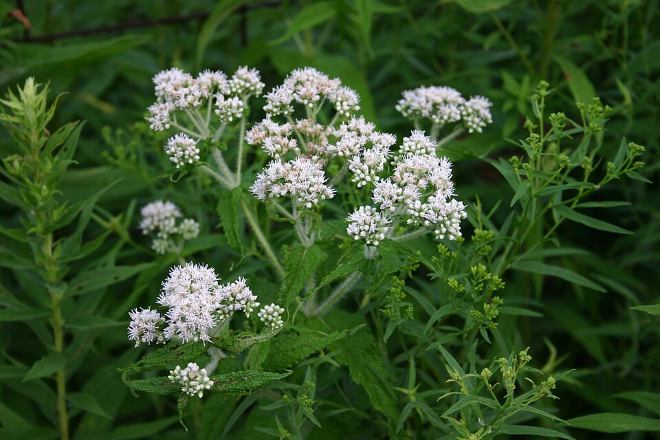 Eupatorium perfoliatum — bloom photograph