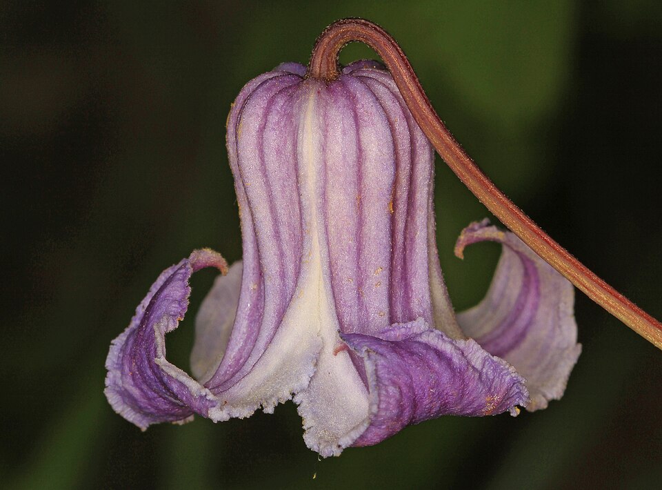 Clematis crispa — bloom photograph