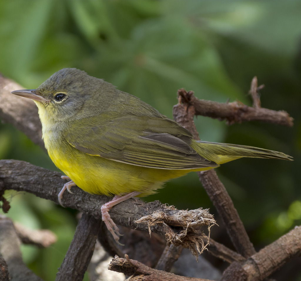 Female Mourning Warbler, whole bird