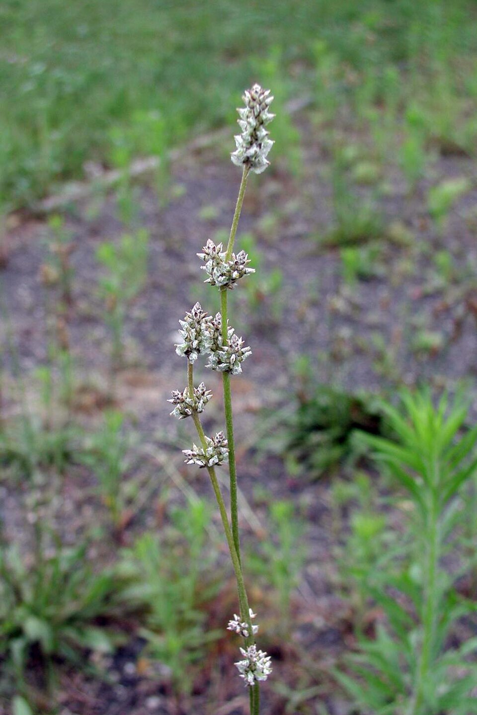 Froelichia gracilis — bloom photograph