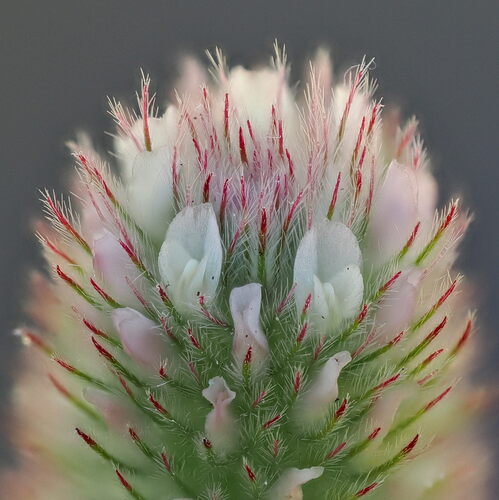 Trifolium arvense — flower photograph