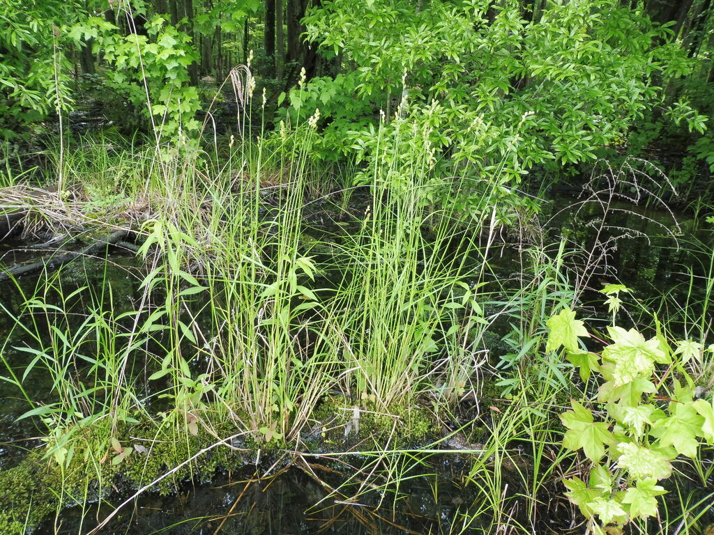 Carex alata — whole photograph