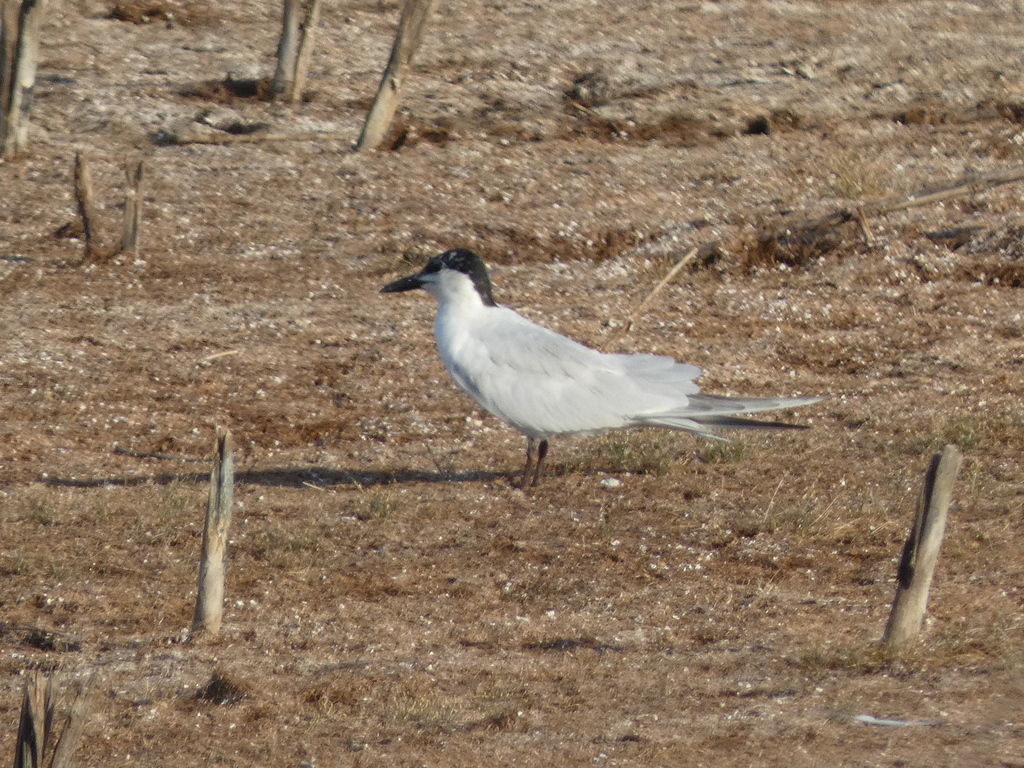 Adult Gull-billed Tern, whole bird