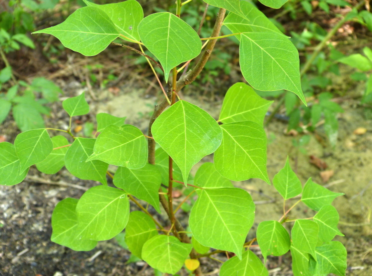 Triadica sebifera — whole photograph