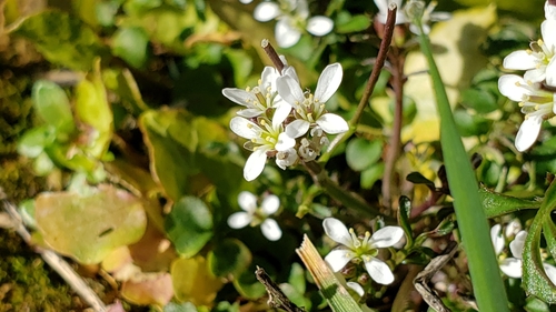 Cardamine hirsuta — flower photograph