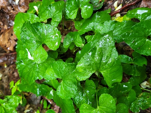 Viola affinis — foliage photograph