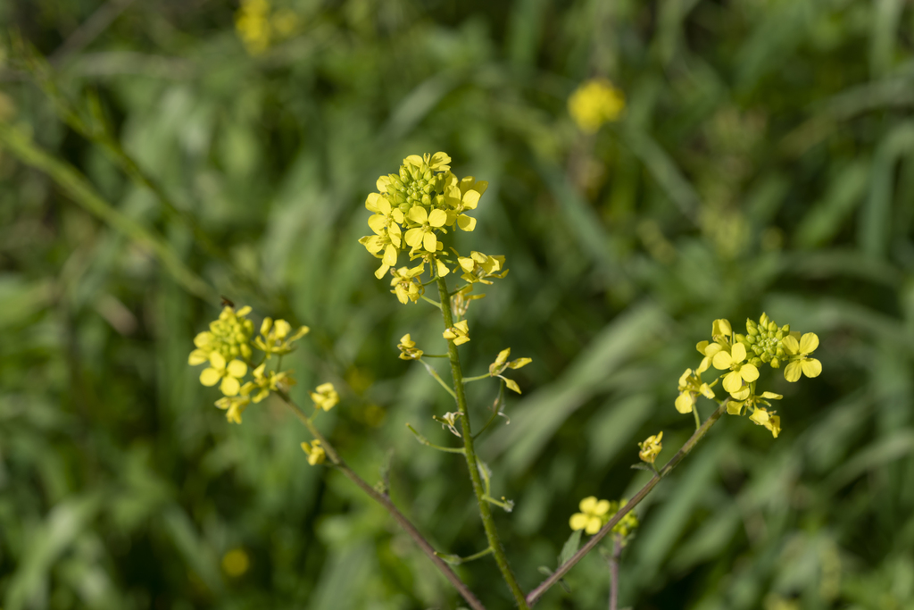 Sinapis alba — bloom photograph