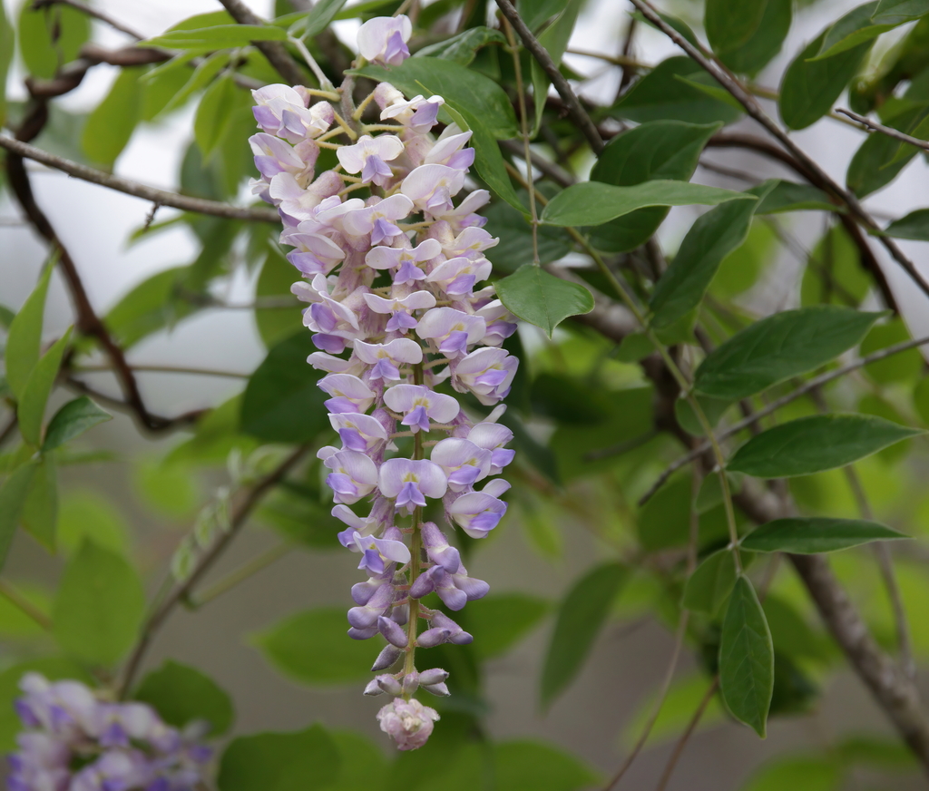 Wisteria frutescens — bloom photograph