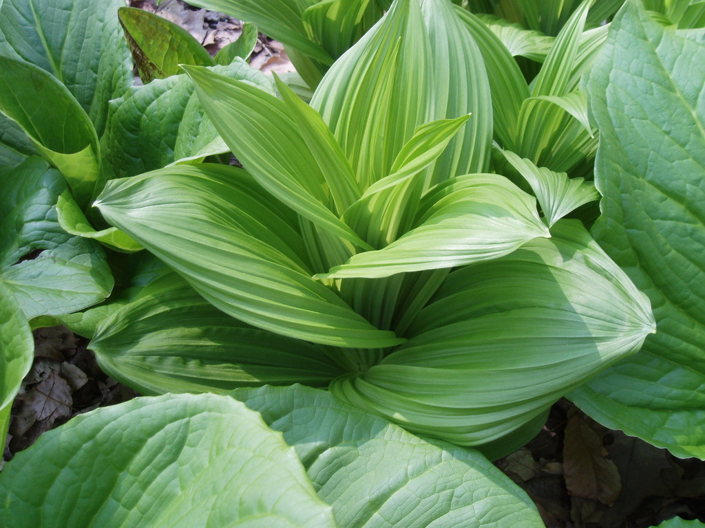 Veratrum viride — foliage photograph