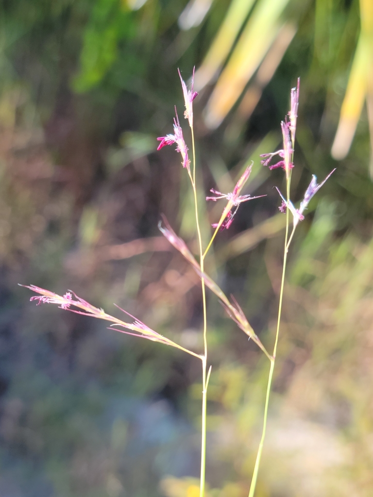Triplasis americana — bloom photograph
