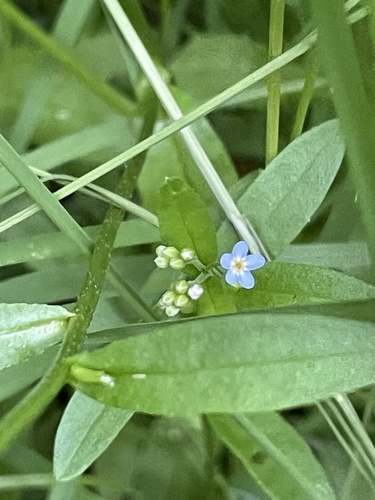 Myosotis laxa — flower photograph