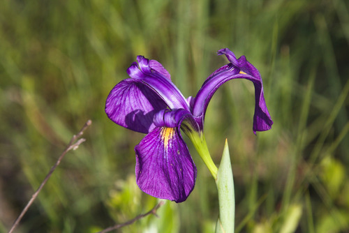 Iris tridentata photograph