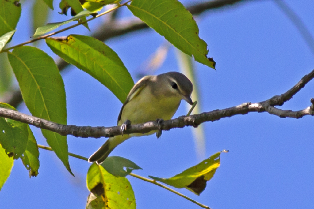 Adult Philadelphia Vireo, whole bird