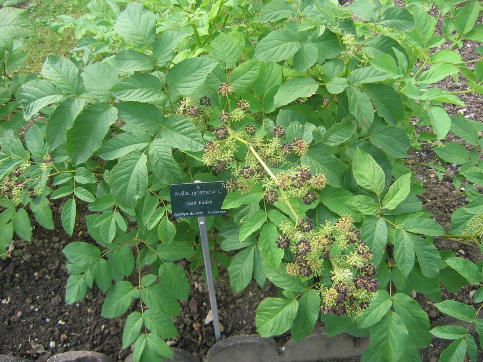 Aralia racemosa — fruit photograph
