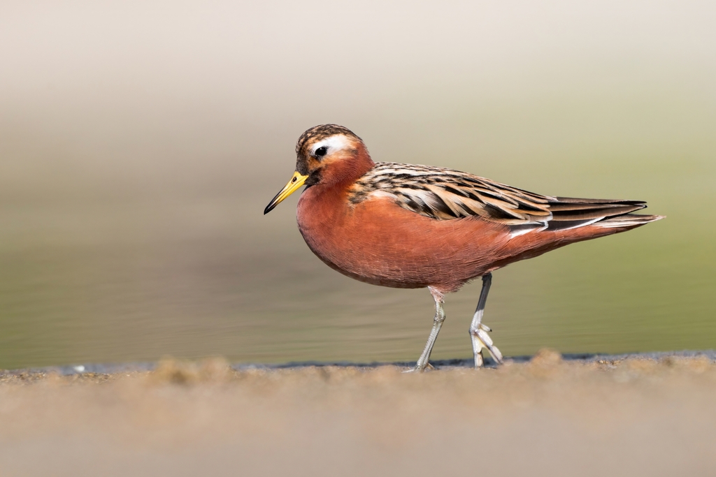 Male Red Phalarope, whole bird