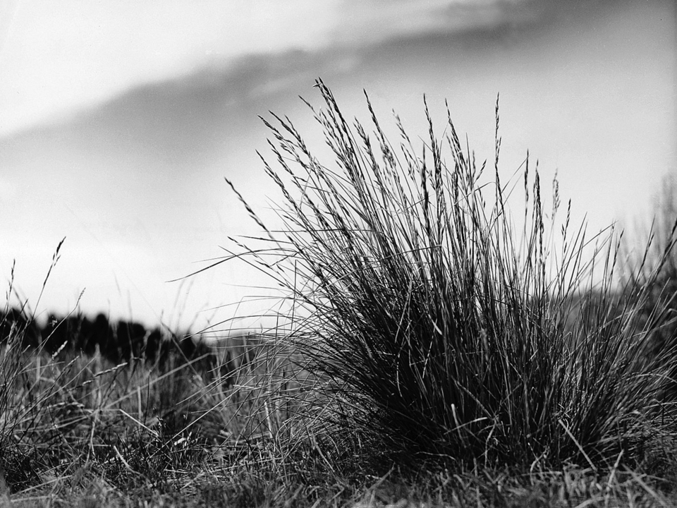 Festuca trachyphylla — whole photograph