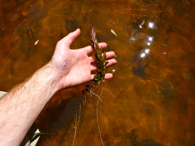 Ludwigia sphaerocarpa — leaf photograph