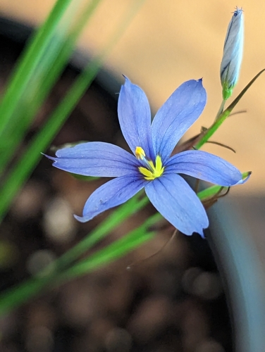 Sisyrinchium mucronatum — flower photograph