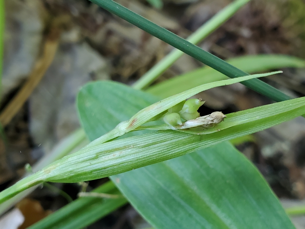 Carex kraliana — fruit photograph