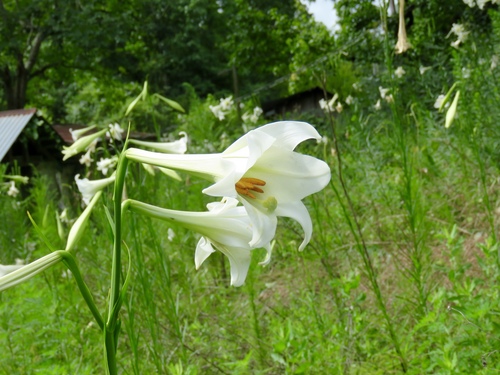 Lilium philippinense — flower photograph