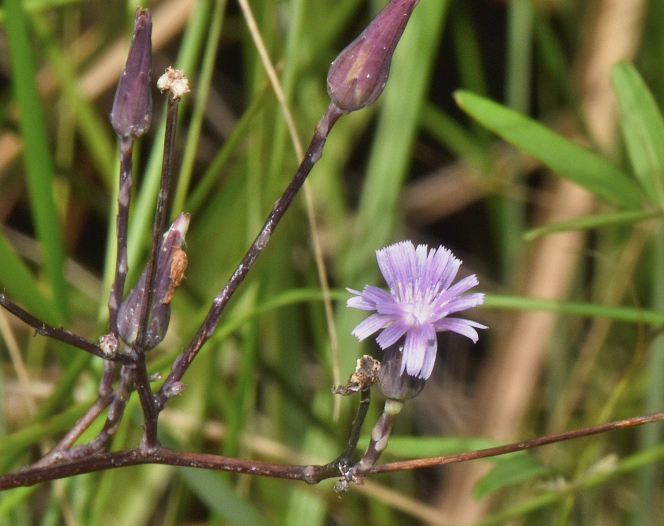Lactuca graminifolia — bloom photograph