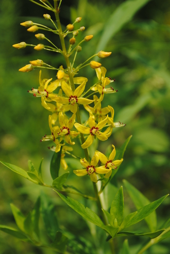 Lysimachia terrestris — flower photograph