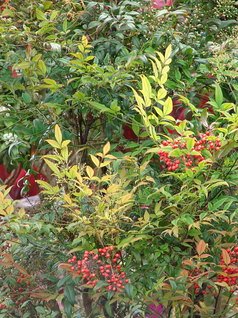 Nandina domestica — foliage photograph