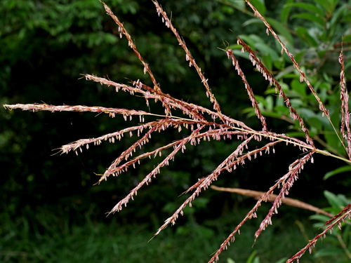Miscanthus sinensis — flower photograph