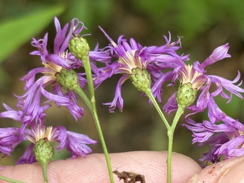 Vernonia flaccidifolia — flower photograph