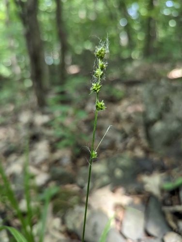 Carex sparganioides photograph