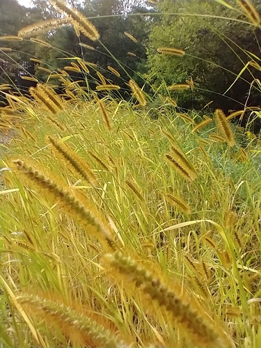 Setaria pumila — flower photograph