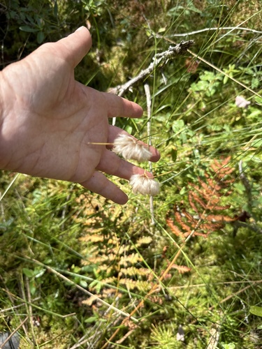 Eriophorum virginicum — fruit photograph