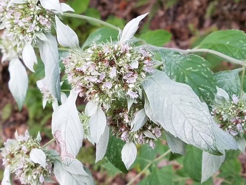 Pycnanthemum pycnanthemoides — flower photograph