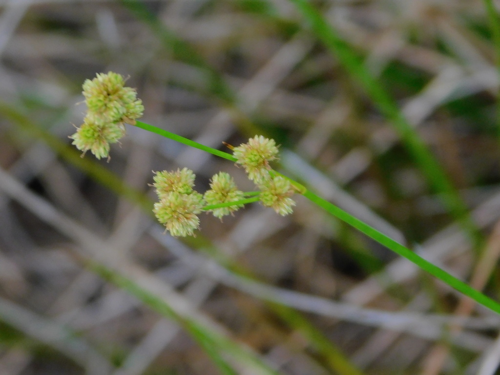 Juncus scirpoides — bloom photograph