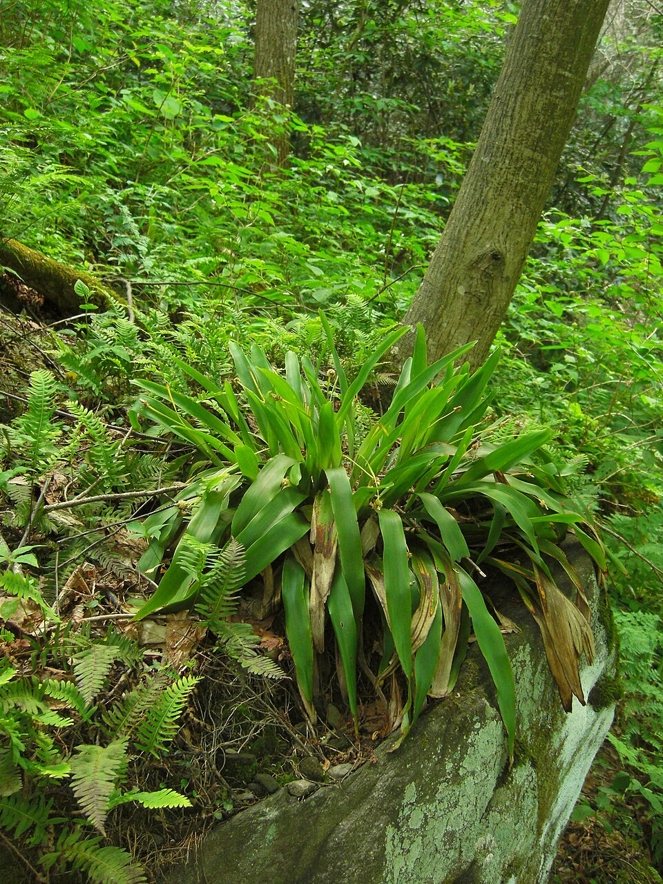 Carex fraseriana — whole photograph