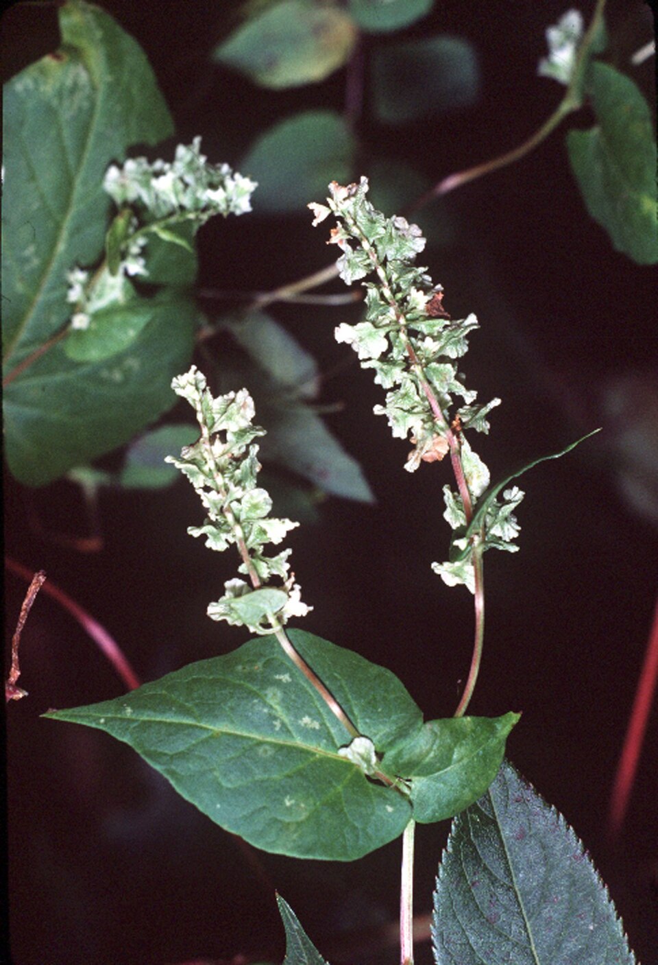Fallopia scandens — fruit photograph