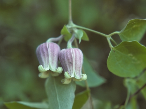 Clematis morefieldii — flower photograph