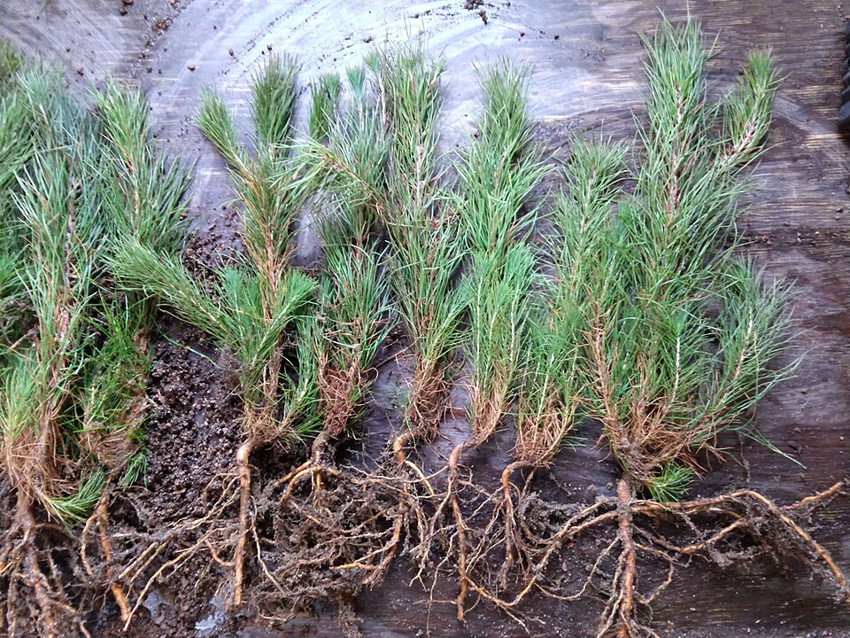 Pinus echinata — seedling photograph