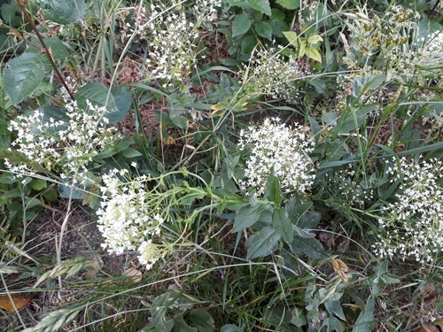 Lepidium draba — flower photograph