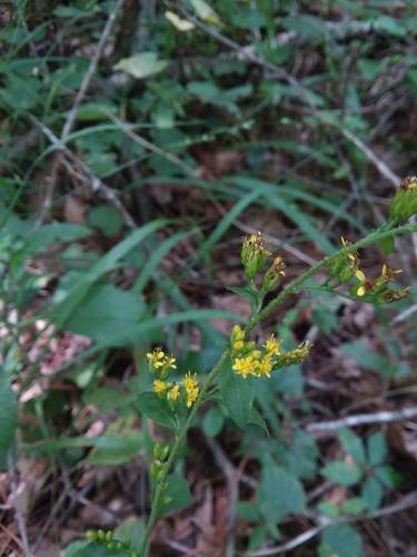 Solidago arguta var. boottii — bloom photograph