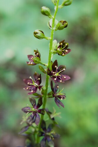 Melanthium woodii — flower photograph