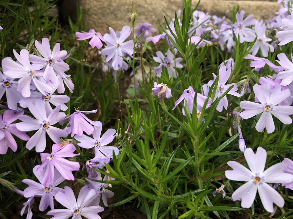 Phlox subulata — bloom photograph